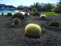 Cactus Garden